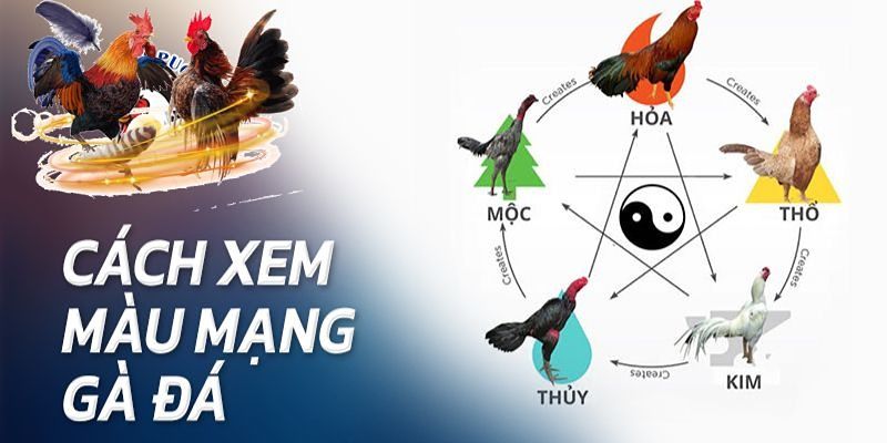 Các cách xem màu mạng gà đá